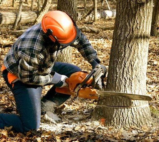 Tree Removal in Hope, AK
